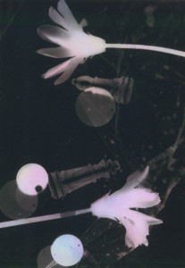 photogram#14