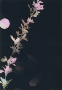 photogram#15