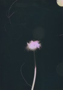 photogram#18